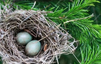 В охране природы Беларуси напомнили важное правило — о чем идет речь