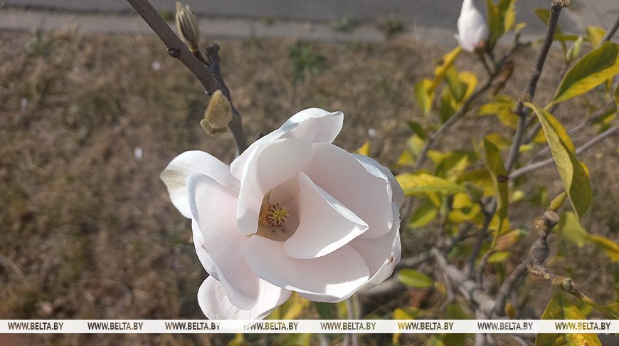 В Бресте второй раз за год зацвела магнолия