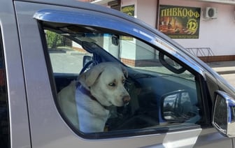 Каков налог предусмотрен для владельцев собак