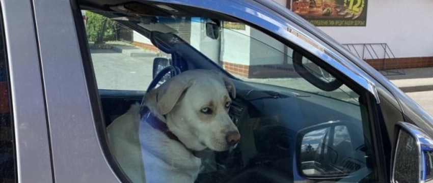 Каков налог предусмотрен для владельцев собак