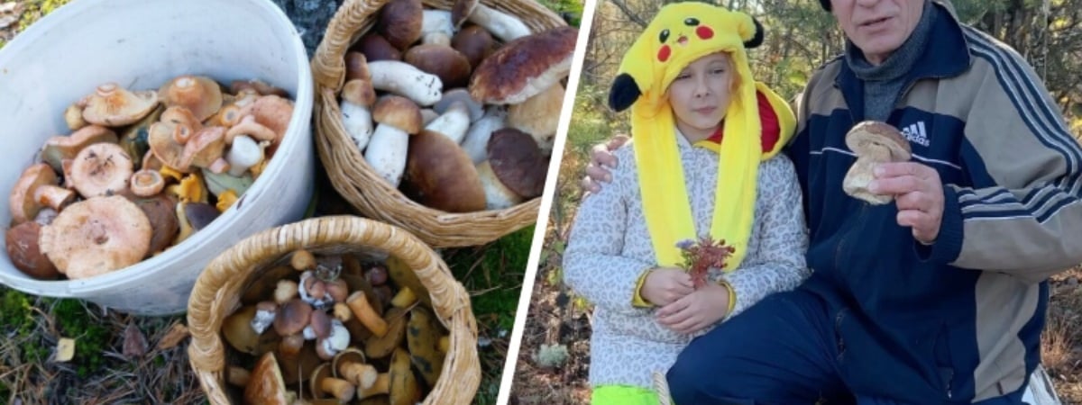 «Посмотрите, какая красотень!» — Белорусы показали, где после заморозков грибы растут «даже под носом» — Фото