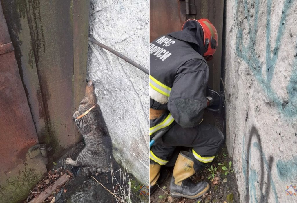 В Бресте спасатели снова пришли на помощь четвероногому пушистику