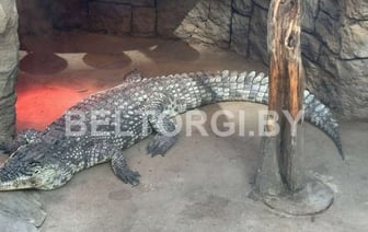 В Беларуси продают живого крокодила
