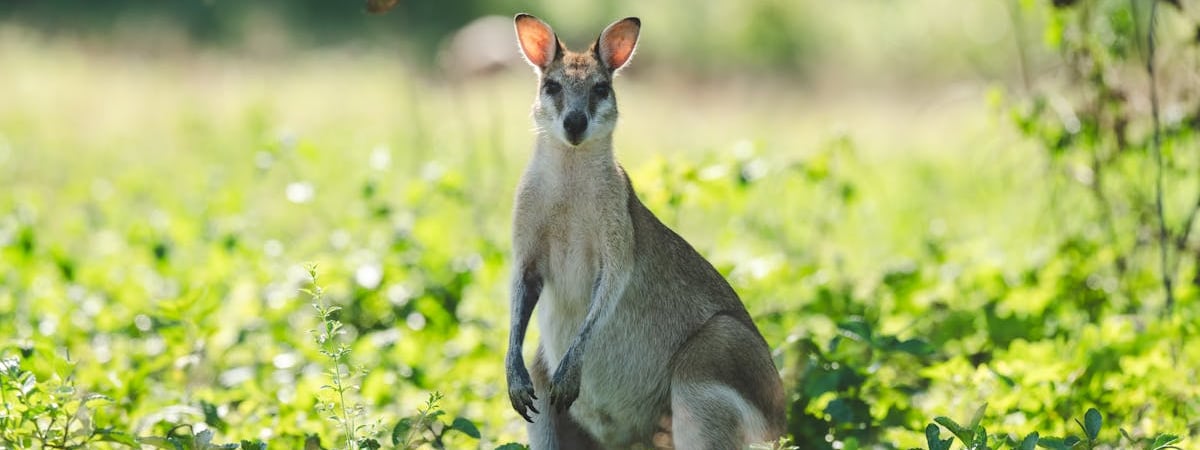 Австралиец Пиастри выиграл Гран-при Китая "Формулы-1"