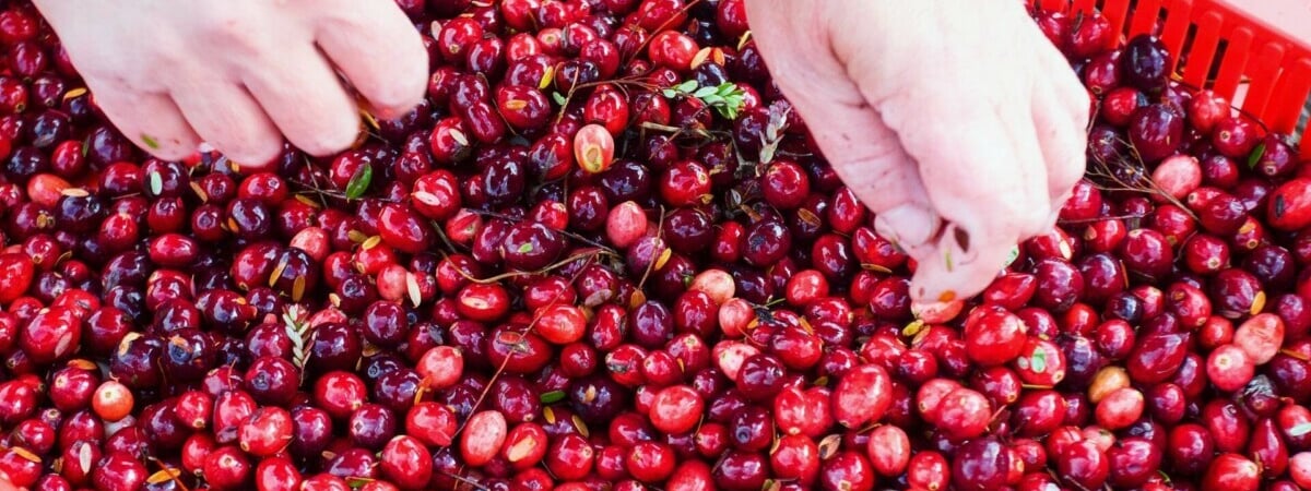 Белорусы запустили сезон сбора и продажи клюквы. Где купить по цене 4 рубля за литр? — Видео