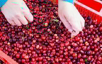 Белорусы запустили сезон сбора и продажи клюквы. Где купить по цене 4 рубля за литр? — Видео