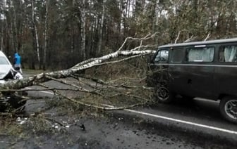 Упавшее на дорогу дерево стало причиной ДТП. Случай в Брестской области