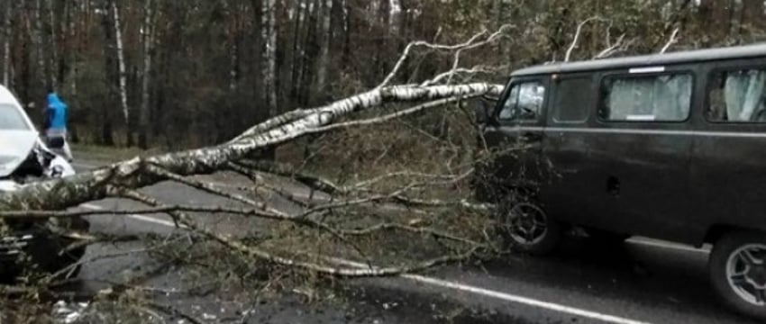 Упавшее на дорогу дерево стало причиной ДТП. Случай в Брестской области