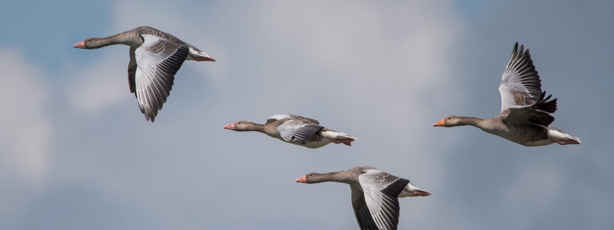 В Беларуси стартовал весенний сезон охоты на гусей и селезней уток