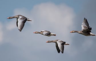В Беларуси стартовал весенний сезон охоты на гусей и селезней уток