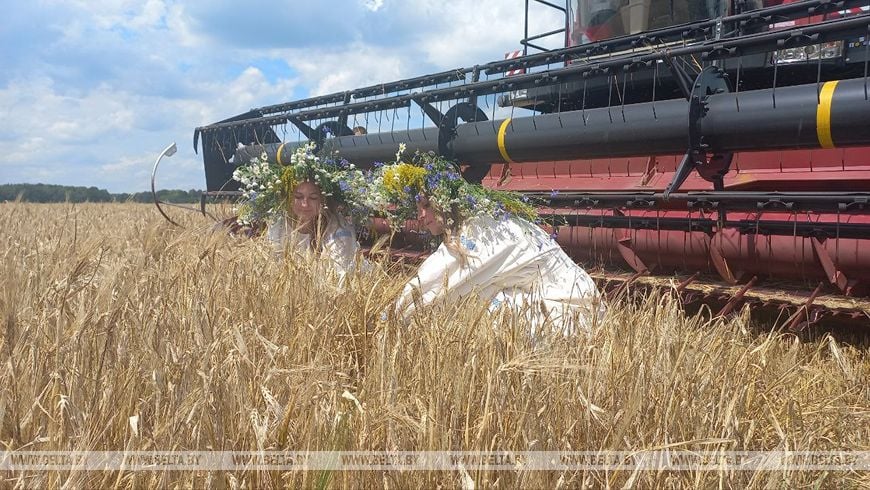 «Так рано жатву еще не начинали». Репортаж из Брестской области