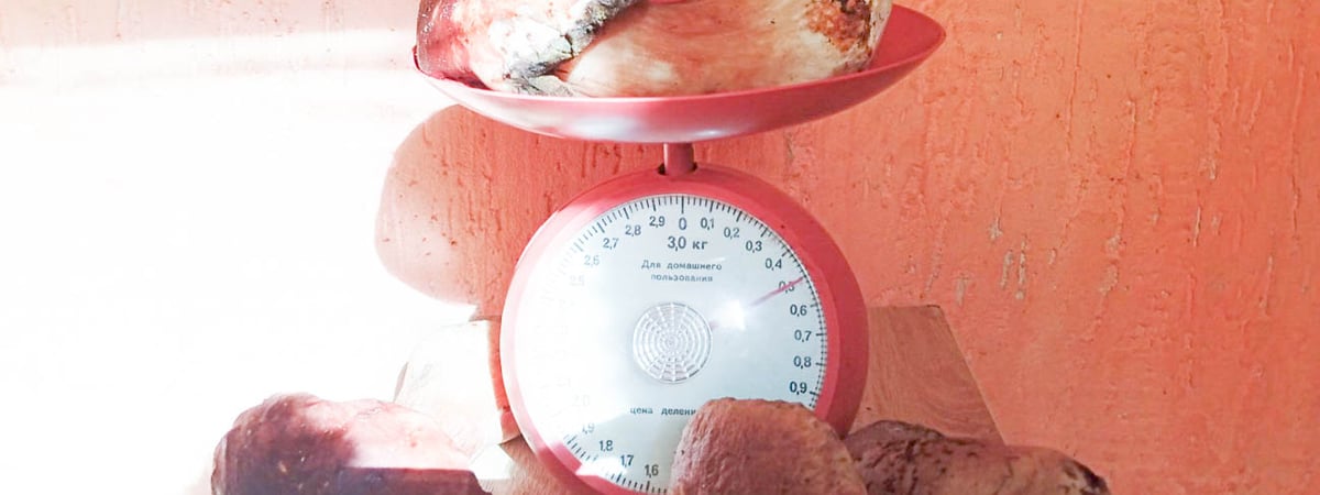 Под Гродно грибник нашел боровик весом в полкилограмма