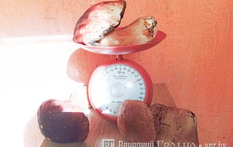 Под Гродно грибник нашел боровик весом в полкилограмма