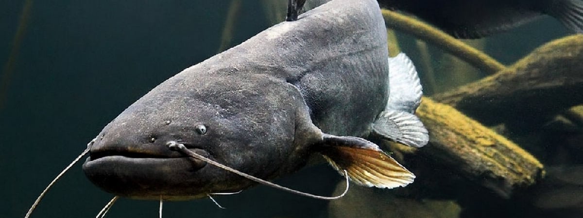 В Зельве в водохранилище выпустили почти тонну рыбы