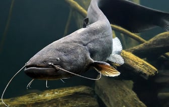 В Зельве в водохранилище выпустили почти тонну рыбы