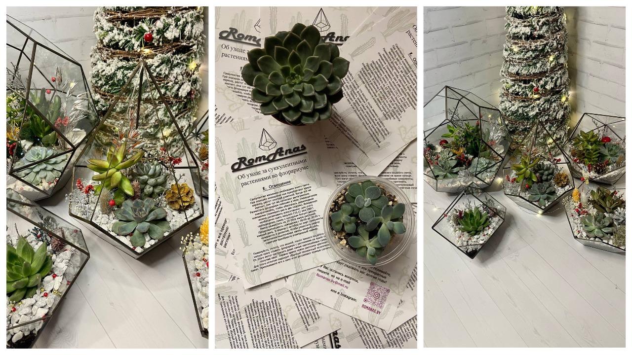 «Каждую неделю дарил жене кактусы, а потом — запустил бизнес». Посмотрите, какие флорариумы делает этот белорус