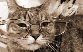 Эта болезнь может грозить любой взрослой кошке. Как предотвратить у питомца деменцию? — Полезно