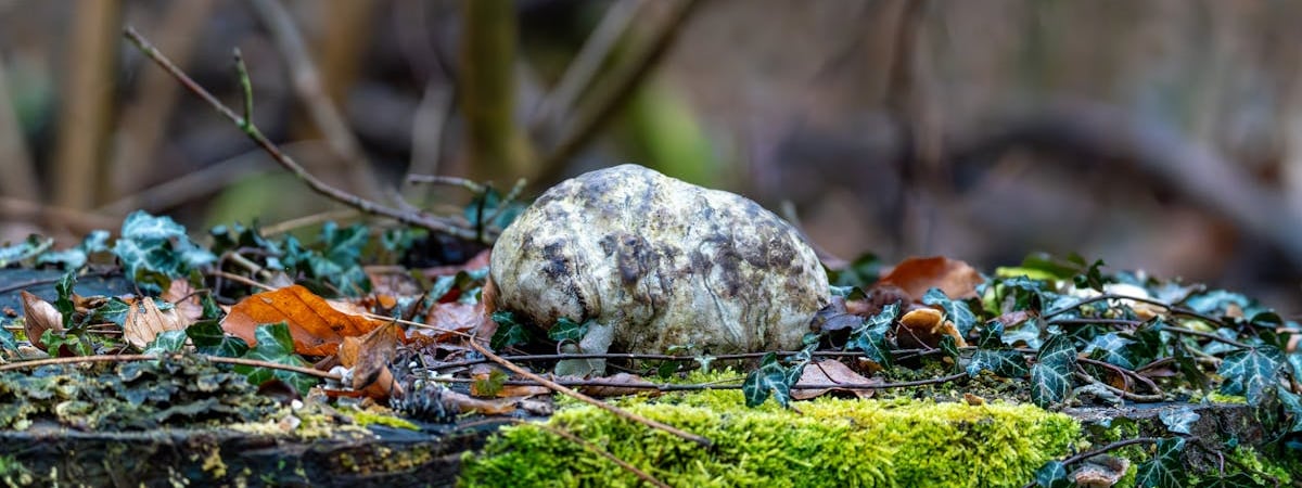 Ватикан сообщил об улучшении состояния здоровья папы римского