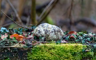 Ватикан сообщил об улучшении состояния здоровья папы римского
