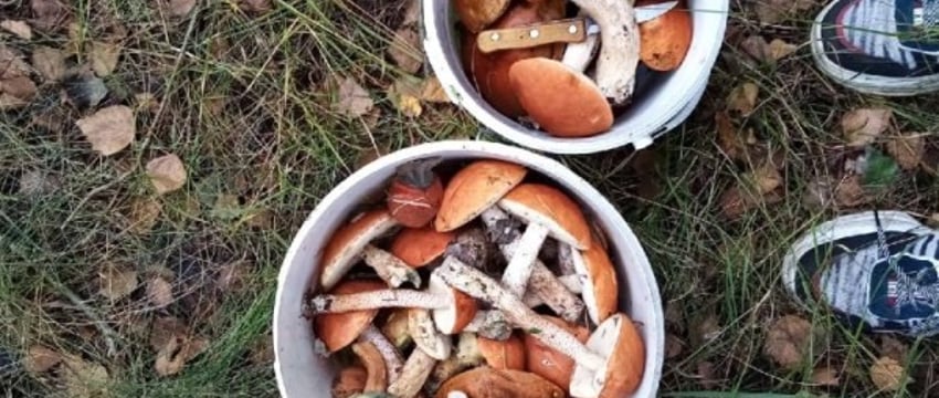 Почти в трети грибов на юге Брестской области нашли превышение цезия-137