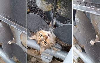 Барановичские спасатели помогли коту, который застрял в металлических воротах