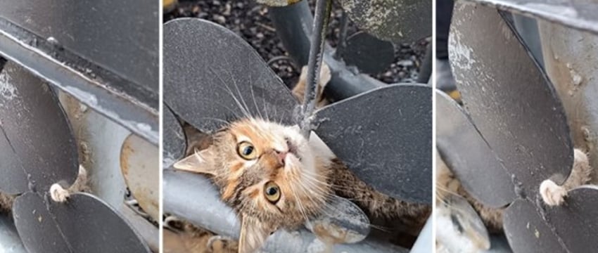 Барановичские спасатели помогли коту, который застрял в металлических воротах