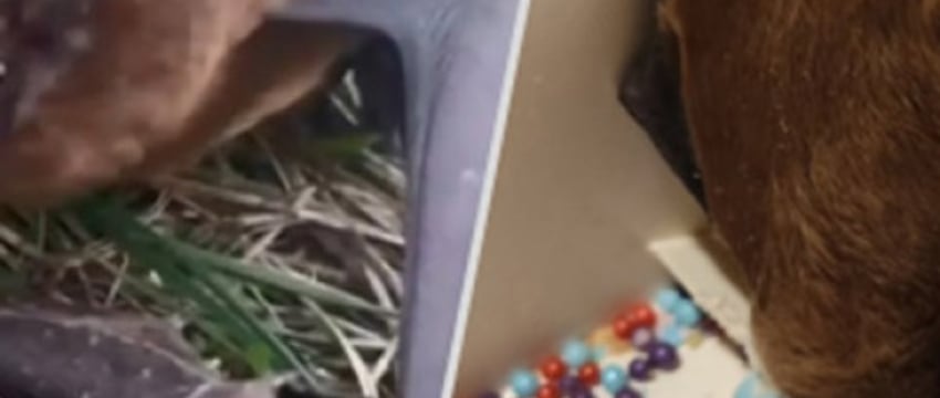 Кот принес летучую мышь домой — видео из Беларуси