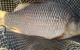 Белорусским рыбакам-любителям объяснили, как правильно измерять трофеи