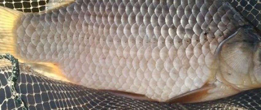 Белорусским рыбакам-любителям объяснили, как правильно измерять трофеи