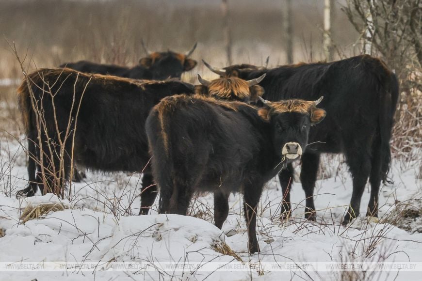 В заказнике «Споровский» туристам планируют показывать тарпанов и туров на вольном выпасе