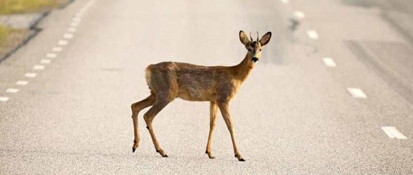Тысячи косуль бегают по улицам Омска