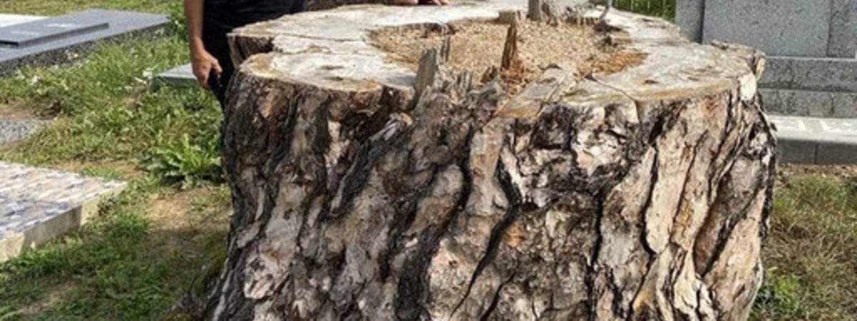 Под Лидой спилили 300-летнюю сосну. Она была жива и здорова