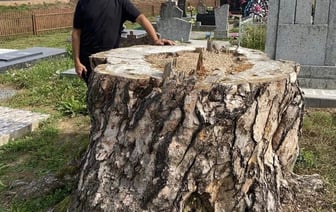 Под Лидой спилили 300-летнюю сосну. Она была жива и здорова