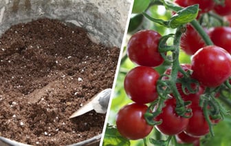 Добавьте в почву с рассадой это — и не пожалеете. Ветки будут ломиться от урожая помидоров и перцев — Полезно