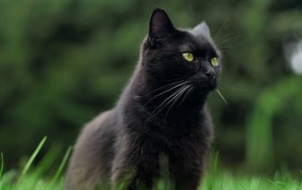 Кошачьи спасатели устроили аварию с участием трех автомобилей в США, не сумев поймать котенка.