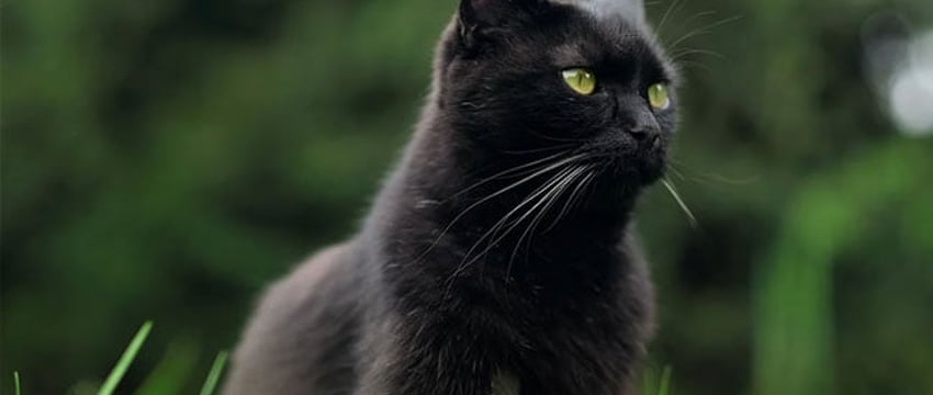 Кошачьи спасатели устроили аварию с участием трех автомобилей в США, не сумев поймать котенка.