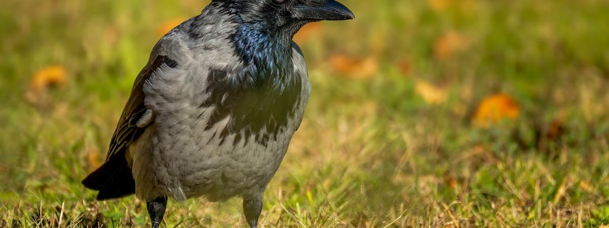 РФ запустила по Украине рекордное количество ударных дронов в сентябре