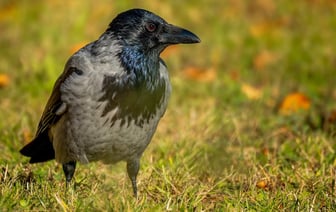 РФ запустила по Украине рекордное количество ударных дронов в сентябре