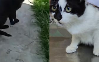 Как кошка позвала врачей на помощь... другой кошке. Подробности истории из Малориты