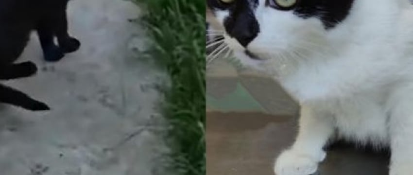 Как кошка позвала врачей на помощь... другой кошке. Подробности истории из Малориты