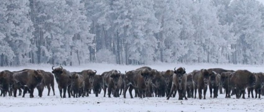 Сколько туристов посетили Беловежскую Пущу за 2023 год