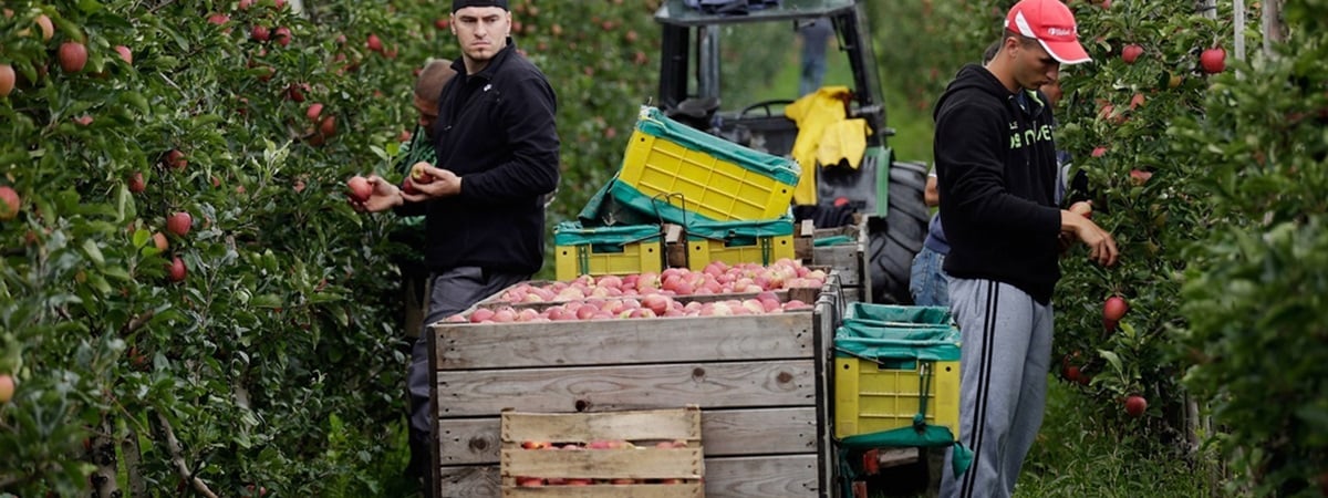 От польских яблок отказалась ещё одна страна