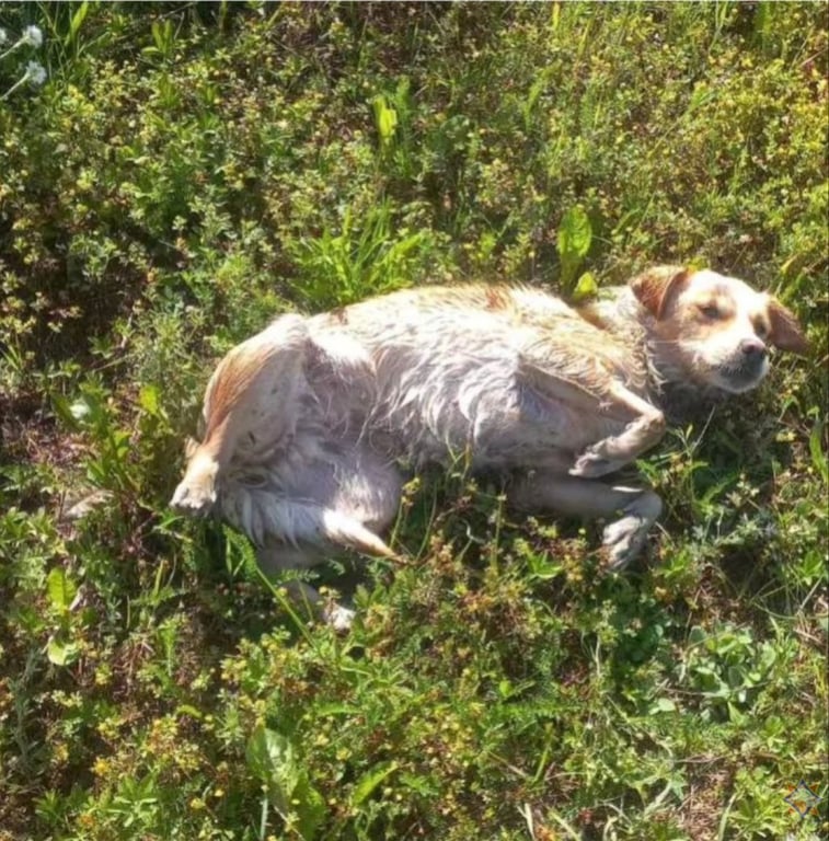 В Беларуси сотрудники МЧС спасли из воды обессиленную собаку