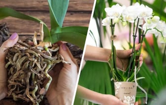 Орхидея умирает? Не спешите прощаться! Вот как спасти тропическую красавицу даже без корней — Полезно