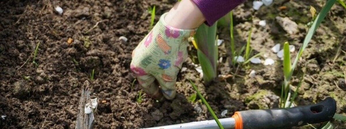 Почему белорусам весной нужно обязательно вычесать газон? В Ботаническом саду рассказали о важных работах для садоводов — Полезно