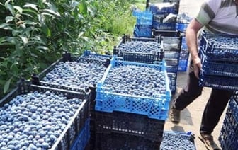 Сколько можно заработать на голубике, если сдать ее в заготпункт в Барановичах?