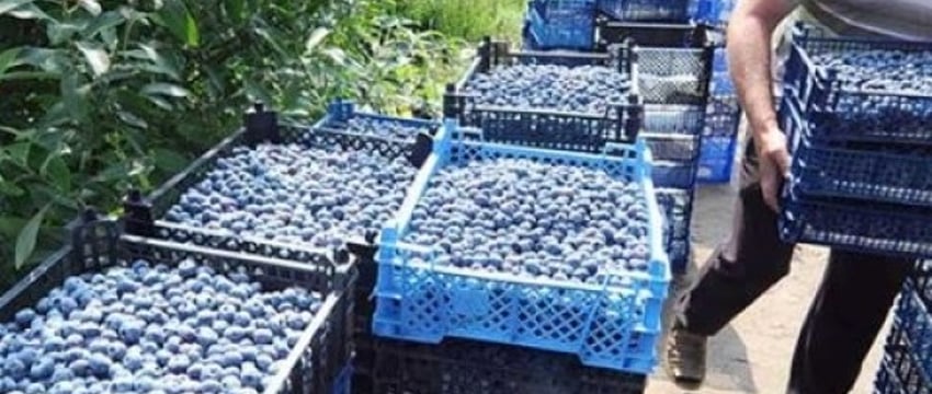 Сколько можно заработать на голубике, если сдать ее в заготпункт в Барановичах?
