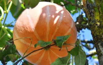 На яблоне у жительницы Барановичей выросли тыквы