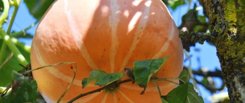 На яблоне у жительницы Барановичей выросли тыквы