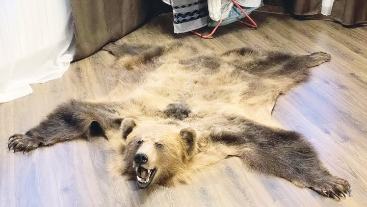 В МВД рассказали подробности истории охоты с вертолёта на медведя